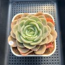Echeveria 'Hanacho' 3" Succulent Plant Cutting