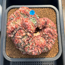 Echeveria 'Red Moon' Crested 5"-6" Large Succulent Plant Cutting