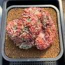 Echeveria 'Red Moon' Crested 5"-6" Large Succulent Plant Cutting