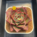 Echeveria 'Stella' 3" Succulent Plant Cutting