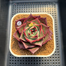Echeveria 'Stella' 3" Succulent Plant Cutting