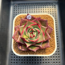 Echeveria 'Stella' 3" Succulent Plant Cutting