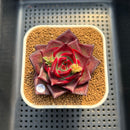 Echeveria 'Stella' 3" Succulent Plant Cutting