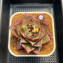 Echeveria 'Stella' 3" Succulent Plant Cutting