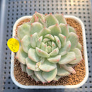Echeveria 'Tippy' Variegtaed 2"-3" Succulent Plant Cutting