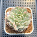 Echeveria 'Tippy' Variegtaed 2"-3" Succulent Plant Cutting