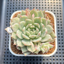 Echeveria 'Tippy' Variegtaed 2"-3" Succulent Plant Cutting