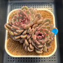 Echeveria 'Loren Stone' 3"-4" Succulent Plant Cutting