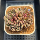 Echeveria 'Loren Stone' 3"-4" Succulent Plant Cutting