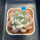 Graptoveria 'Queens Ball' 2"-3" Succulent Plant Cutting