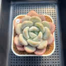 Graptoveria 'Queens Ball' 2"-3" Succulent Plant Cutting