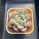 Graptoveria 'Queens Ball' 2"-3" Succulent Plant Cutting