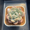 Graptoveria 'Queens Ball' 2"-3" Succulent Plant Cutting