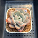 Graptoveria 'Queens Ball' 2"-3" Succulent Plant Cutting