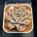 Echeveria 'Madiba' Carunculated 3"-4" Succulent Plant Cutting