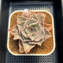 Echeveria 'Madiba' Carunculated 3"-4" Succulent Plant Cutting