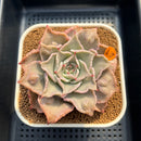 Echeveria 'Madiba' Carunculated 3"-4" Succulent Plant Cutting