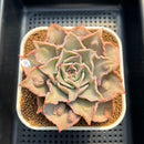 Echeveria 'Madiba' Carunculated 3"-4" Succulent Plant Cutting