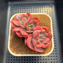 Echeveria 'Luella' Variegated 3" Succulent Plant Cutting