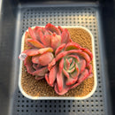 Echeveria 'Luella' Variegated 3" Succulent Plant Cutting