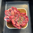 Echeveria 'Luella' Variegated 3" Succulent Plant Cutting