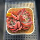 Echeveria 'Luella' Variegated 3" Succulent Plant Cutting