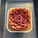 Echeveria 'Red Tina' 3" Succulent Plant Cutting