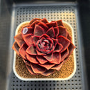 Echeveria 'Red Tina' 3" Succulent Plant Cutting