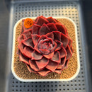 Echeveria 'Red Tina' 3" Succulent Plant Cutting
