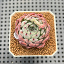 Echeveria 'Jackal' 2" Succulent Plant Cutting