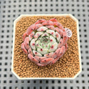 Echeveria 'Jackal' 2" Succulent Plant Cutting