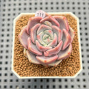 Echeveria sp. 1" Succulent Plant Cutting