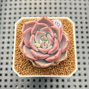 Echeveria sp. 1" Succulent Plant Cutting