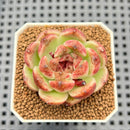 Echeveria 'Desert fox' 2" Succulent Plant Cutting