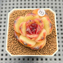 Echeveria 'Iris' 1"-2" New Hybrid Succulent Plant Cutting