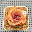 Echeveria 'Iris' 1"-2" New Hybrid Succulent Plant Cutting