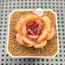 Echeveria 'Iris' 1"-2" New Hybrid Succulent Plant Cutting