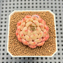 Echeveria 'Candy Pong Pong' 1" New Hybrid Succulent Plant Cutting