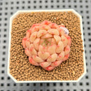 Echeveria 'Candy Pong Pong' 1" New Hybrid Succulent Plant Cutting