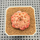 Echeveria 'Candy Pong Pong' 1" New Hybrid Succulent Plant Cutting