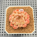 Echeveria 'Candy Pong Pong' 1" New Hybrid Succulent Plant Cutting