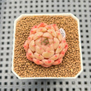Echeveria 'Candy Pong Pong' 1" New Hybrid Succulent Plant Cutting