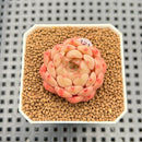 Echeveria 'Candy Pong Pong' 1" New Hybrid Succulent Plant Cutting