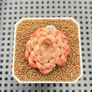 Echeveria 'Candy Pong Pong' 1" New Hybrid Succulent Plant Cutting