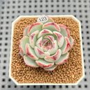 Echeveria 'Straight Edge' 2" Succulent Plant Cutting