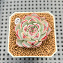 Echeveria 'Straight Edge' 2" Succulent Plant Cutting