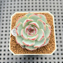 Echeveria 'Straight Edge' 2" Succulent Plant Cutting