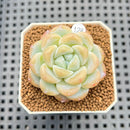 Echeveria 'Icy Green' 2" Succulent Plant Cutting