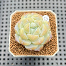 Echeveria 'Icy Green' 2" Succulent Plant Cutting