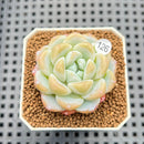 Echeveria 'Icy Green' 2" Succulent Plant Cutting
